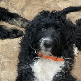 Clank - Tri-color Bernedoodle puppy in Broadway, North Carolina from Dixie’s Darling Doodles