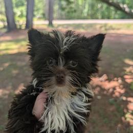 Pixie - Liver female Yorkshire Terrier puppy in Gaylesville, Alabama from Sweet Alabama Yorkies