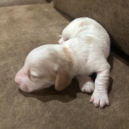 Girl 1 - Cream female Dachshund puppy in Laurel, Mississippi from BB's Dotsies