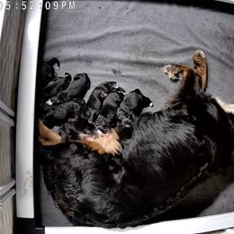 Last pick female - Black rust and white female Bernese Mountain Dog puppy in Montrose, Michigan from Royal Bernese Mountain Dogs LLC
