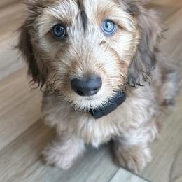 Dachshund Puppies from Memaw’s Minis Babies Doxies