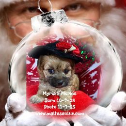 Morkie puppies from Malteseuluv’s Tiny Treasurers
