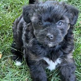 Yorkipoo and Yorkshire Terrier Puppies from Linda Sherman
