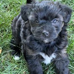 Yorkipoo and Yorkshire Terrier Puppies from Linda Sherman