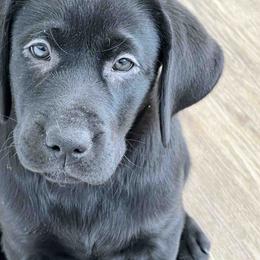 Labrador Retriever Puppies from Branley's Riverside Labradors