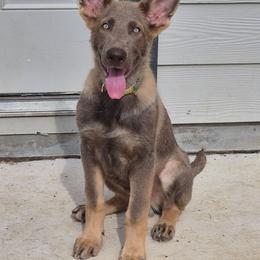 Titus - German Shepherd