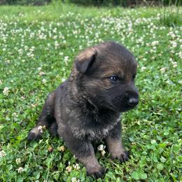 Phara - Sable female German Shepherd puppy in Milan, Illinois from Stonewick German Shepherds