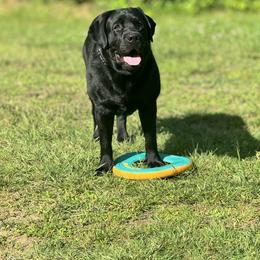 Labrador Retriever All Grown Up from Alley Rock Labradors, LLC