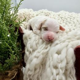 Pink Girl - Parti female Goldendoodle puppy in Philadelphia, Mississippi from Oakie Doodles