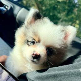 Hux - Blue merle male Pomeranian puppy in New Plymouth, Idaho from Pawdawan Poms