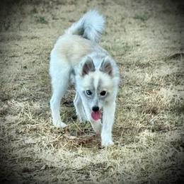 Krya rare micro wolf silver - Silver female Pomsky puppy in Perkins, Oklahoma from A-Dream Pomsky Kennel