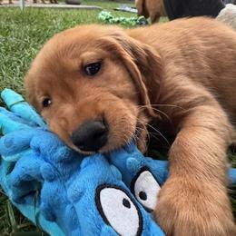 Golden Retriever Puppies from Bigfoot Goldens - AKC Registered Dark Red