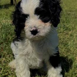Bernedoodle Puppies from 4P’s Doodles