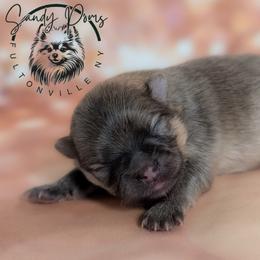 Boy 2 - Cream sable male Pomeranian puppy in Fultonville, New York from Sandy Aussies & Pomeranians