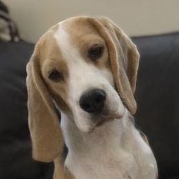Lucy - Black tan and white Beagle puppy in Leavenworth, Kansas from Richmark Beagles