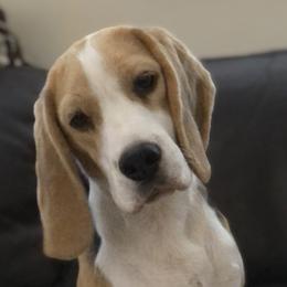 Lucy - Black tan and white Beagle puppy in Leavenworth, Kansas from Richmark Beagles