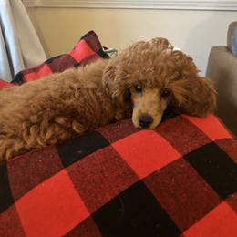 Cavalier King Charles Spaniel, Cavapoo, Havanese, Havapoo, and Poodle Puppies from West Cobb Dogs