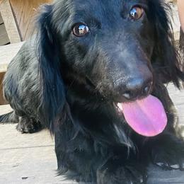 Slinky - Dachshund