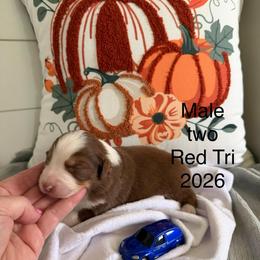 Blue car B2 - Red tri-color male Miniature American Shepherd puppy in Polo, Missouri from Fuzzbottom Miniature American Shepherd