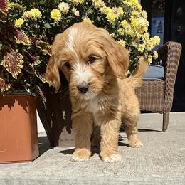 Pie - Red male Bernedoodle puppy in Springville, Utah from Oodles of Bernedoodles