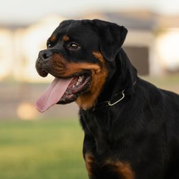 Djanga - Rottweiler