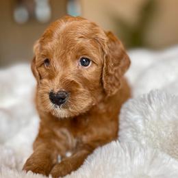 Mila - Red female Australian Labradoodle puppy in San Antonio, Texas from I Love U Back Labradoodles, LLC