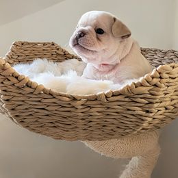 Mac (Orange collar) - Cream male French Bulldog puppy in Melba, Idaho from Frost's Frenchie's