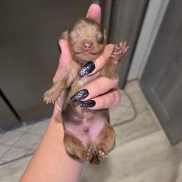 Chocolate Tan Dapple Longhair Boy - Dapple male Dachshund puppy in Austin, Colorado from Colorado Mini Dachshunds & Mini Pomskies
