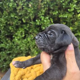 Karl - Black male Great Dane puppy in Granby, Missouri from HCR Great Danes