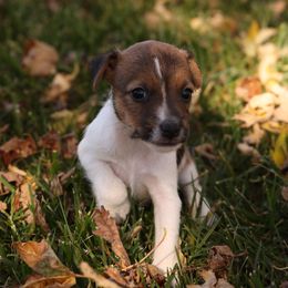 Millie - Tan and white female Jack Russell Terrier puppy in West Bend, Iowa from Blue Skies Terriers
