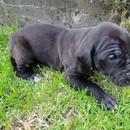 Girl 1 - Black Great Dane puppy in Columbia Stat, Ohio from Rocky Road Chocolate Danes