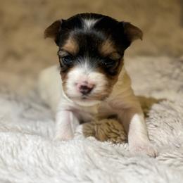 Female 2 - Parti female Yorkshire Terrier puppy in Fredericksburg, Virginia from VA Exclusive Yorkies