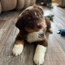 Aussiedoodle, Australian Shepherd, Poodle, Shihpoo, and Shih Tzu Puppies from Rockiń N Kennel