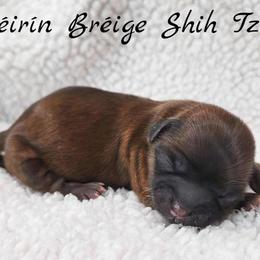 AKC Red Male - Red male Shih Tzu puppy in Las Vegas, Nevada from Beirin Breige Shih Tzus