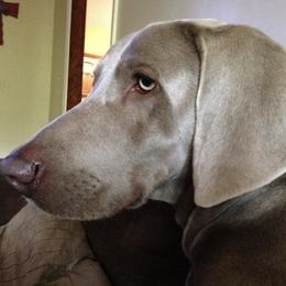 Poise - Weimaraner