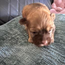 Churro - Chocolate female Havanese puppy in Manteca, California from Happy Havanese Gems