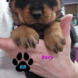 Roxy - Black and mahogany female Rottweiler puppy in Tangent, Oregon from Raya's Royals