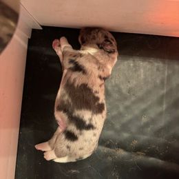Boy 1 - Blue merle Border Collie puppy in Lititz, Pennsylvania from Hounds of Rabbit Hill