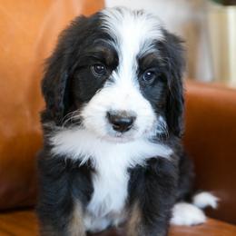 Hoppy - male Australian Mountain Doodle puppy in Lafayette, Missouri from Brick House Farm Doodles