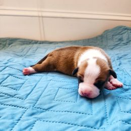 American Staffordshire Terrier Puppies from MDYC Amstaffs