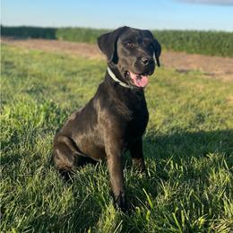 Diva - Black female Labrador Retriever puppy in Angola, Indiana from Reniers Labrador Retrievers