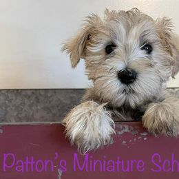 Miniature Schnauzers from Patton’s Miniature Schnauzers