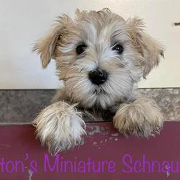 Miniature Schnauzers from Patton’s Miniature Schnauzers