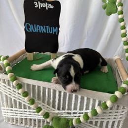 Quantum - Black tri-color male Australian Shepherd puppy in Weeki Wachee, Florida from Ace of Spades Australian Shepherds