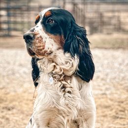 Attie - English Springer Spaniel