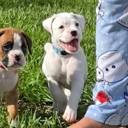 Girl 2 - White female Boxer puppy in Howey In The Hills, Florida from Bayla Belle & Blossom's Boxers