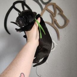 Green Collar - Black male Great Dane puppy in Alton, Illinois from Show Me Great Danes and Basset Hounds