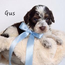 Gus - Liver white and tan male Springerdoodle puppy in Fargo, North Dakota from Dakota SpringerDoodles