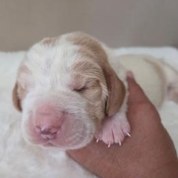 Xander - Red and white male Basset Hound puppy in Denison, Texas from Emma Lou's Baby Bassets