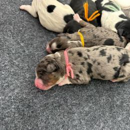 A Charlie Brown Christmas - Merle female Bernedoodle puppy in Hegins, Pennsylvania from Bubbling Springs Doodles, LLC